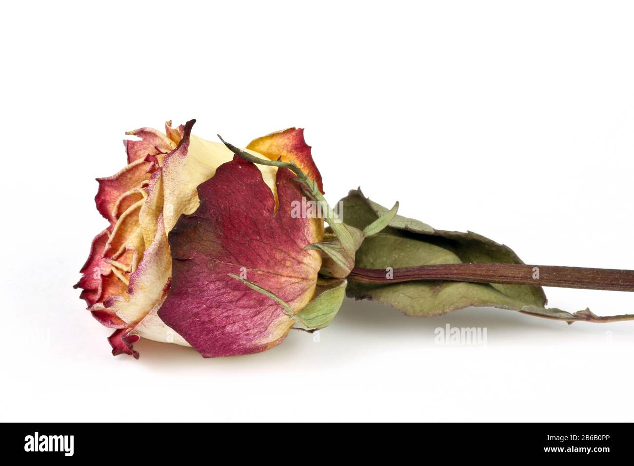 Mourning rose immagini e fotografie stock ad alta risoluzione - Alamy