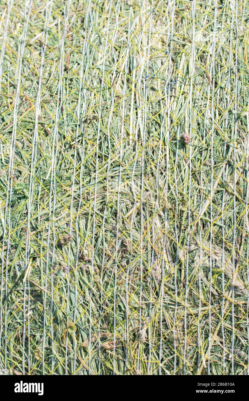 Close-up texture of a green hay bale roll Stock Photo - Alamy