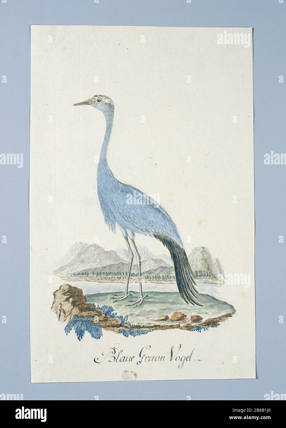 anthropoides paradisea (Stanley's crane or Bloukraanvoël in African) Blaue Corn Vogel (title object) Object Type: drawing album leaf Object number: RP-T-1914-17-320 Inscriptions / Brands: annotation, bottom center, pen in gray: 'Blue Corn Bird. '(in unknown (german) handwriting text: LC Rookmaker, Appendix I of his essay, p. 244) Description: Bird Study: Blue crane (Anthropoides paradisea) . Manufacturer : artist: Robert Jacob Gordon (attributed to) Date: Oct 1777 - mar-1786 Physical features: pen in ink, brush in watercolor in colors over pencil and black chalk material: paper ink pencil cray Stock Photo