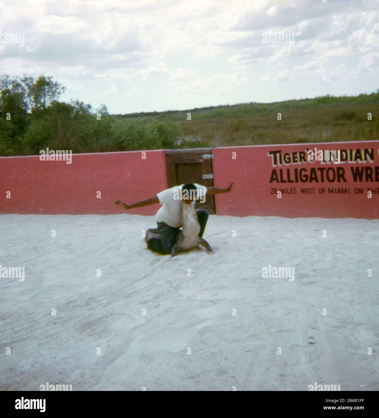 Vintage circa 1972 photograph, Tiger’s Miccosukee Indian Village Alligator Wrestling near Miami, Florida. SOURCE: ORIGINAL 35mm TRANSPARENCY Stock Photo