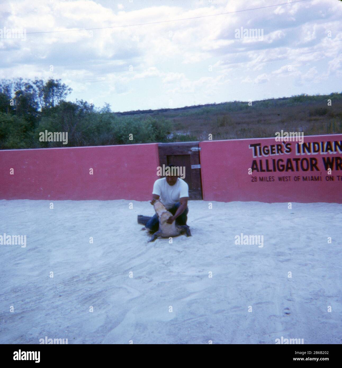 Vintage circa 1972 photograph, Tiger’s Miccosukee Indian Village Alligator Wrestling near Miami, Florida. SOURCE: ORIGINAL 35mm TRANSPARENCY Stock Photo
