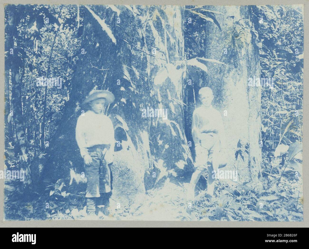 Anton and Peter behind Tourtonne (title object) Two guys named Anton and Peter standing behind trees for plantation Tourtonne. Part of the album Souvenir de Voyage (Part 1), about the life of the Doijer family in and around the plantation Ma Retraite in Suriname during the years 1906-1913. Manufacturer : Photographer: Hendrik Doijer (attributed to) Place manufacture: Suriname Date: 1906 - 1913 Physical features: cyanotypie Material: paper Technique: cyanotypie Dimensions: photo: h 123 mm × W 171 mm Date: 1906 - 1913 Stock Photo