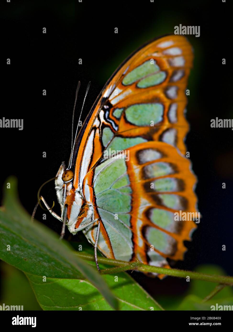 Phoenix species hires stock photography and images Alamy