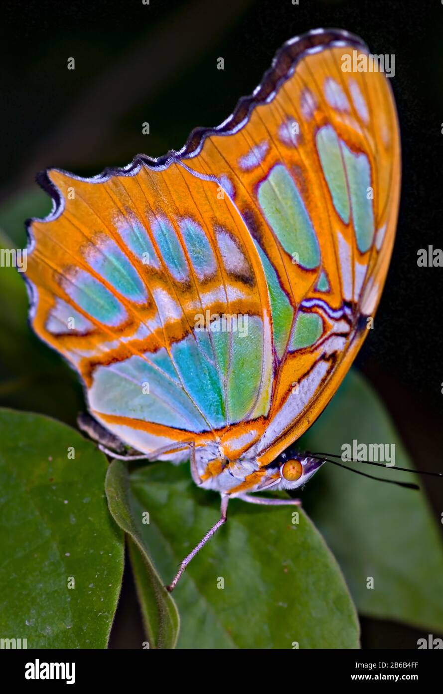 A Malachite Butterfly posing at an exhibit in the Phoenix Botanical