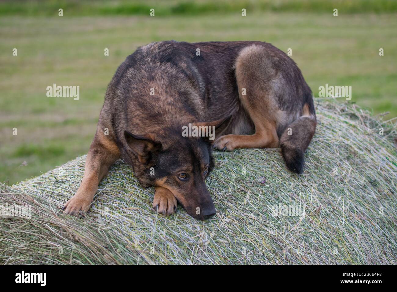 Sad German Shepherd dog sitting on a hay roll Stock Photo - Alamy