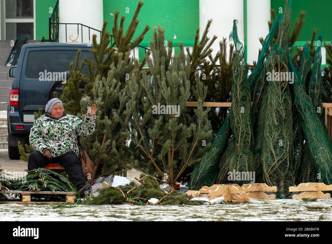 Sale of Christmas trees and pines for the New Year. The tree market in winter. Stock Photo