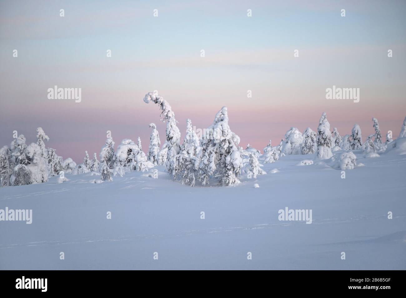 Snow covered trees in Lapland, Finland create a wonderful and beautiful winter wonderland landscape during sunset. They're called popcorn trees. Stock Photo