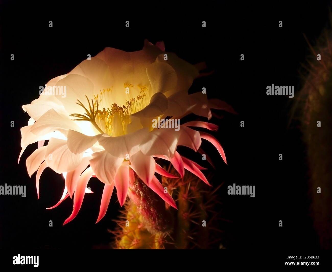The Flower Of A Night Blooming Echinopsis Cactus This Cactus Is Native To South America But Is Used As A Landscape Plant In Arizona Stock Photo Alamy