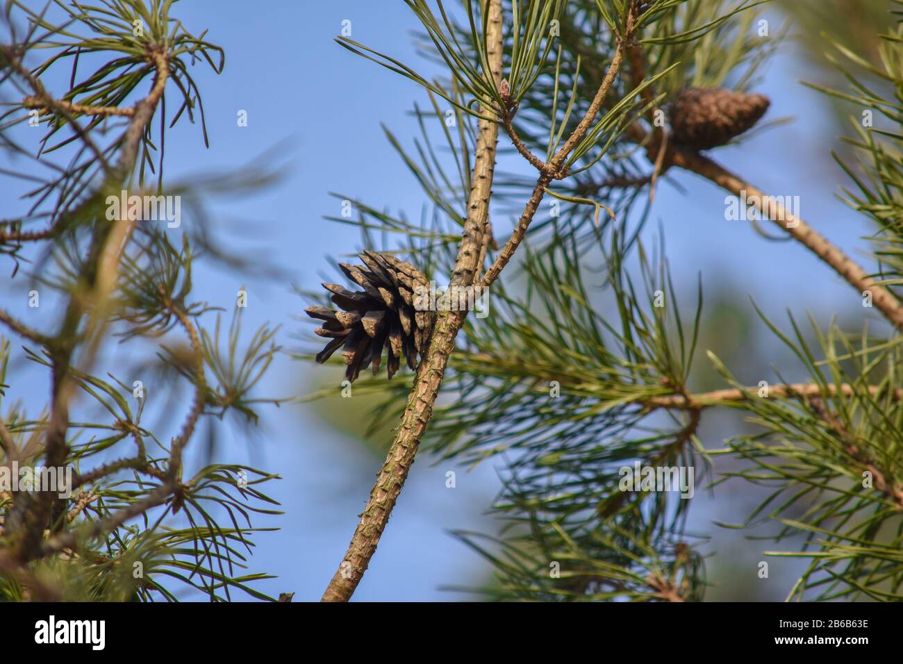 Opened pine cone on hi-res stock photography and images - Alamy