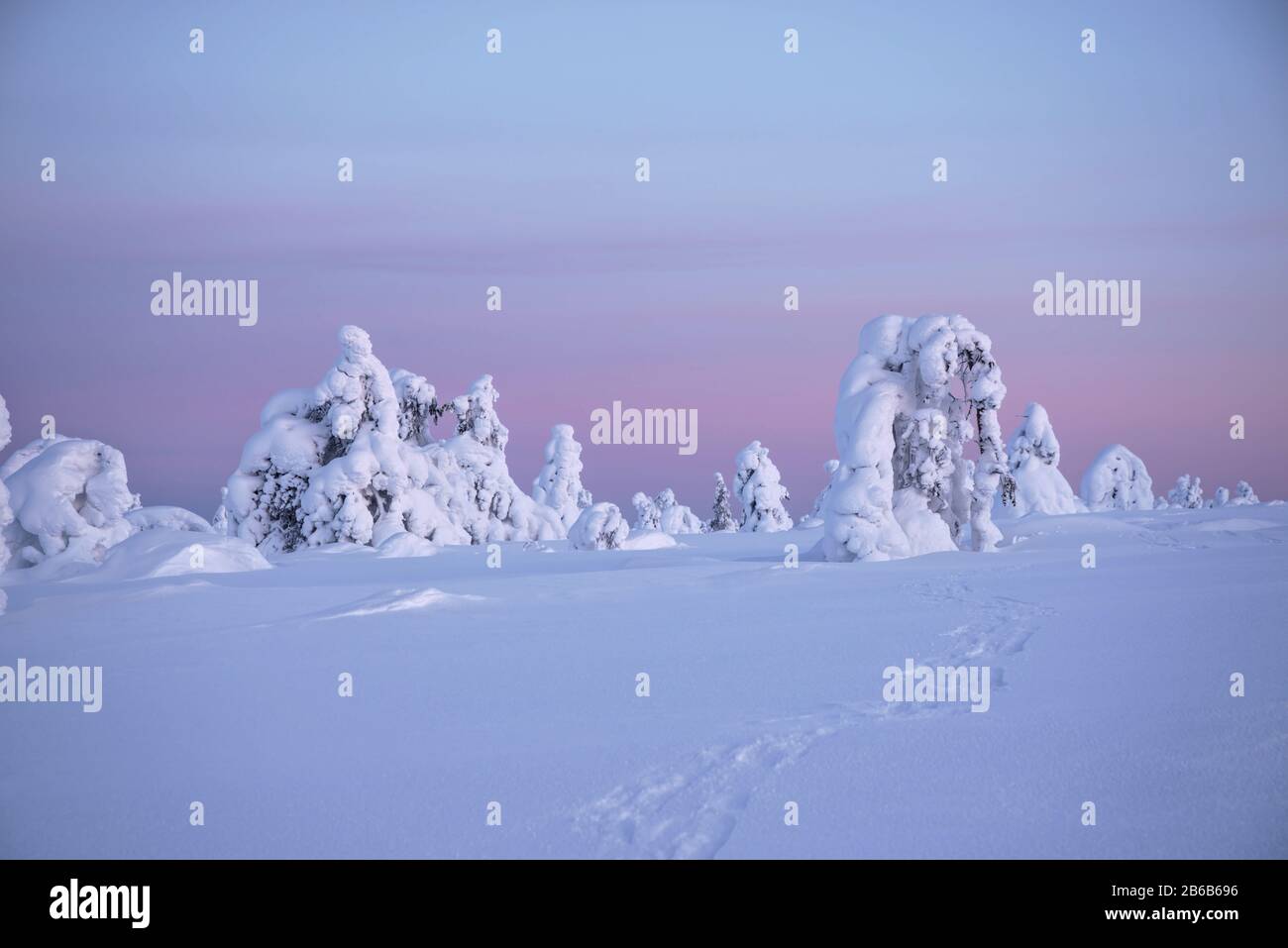 Snow covered trees in Lapland, Finland create a wonderful and beautiful winter wonderland landscape during sunset. They're called popcorn trees. Stock Photo