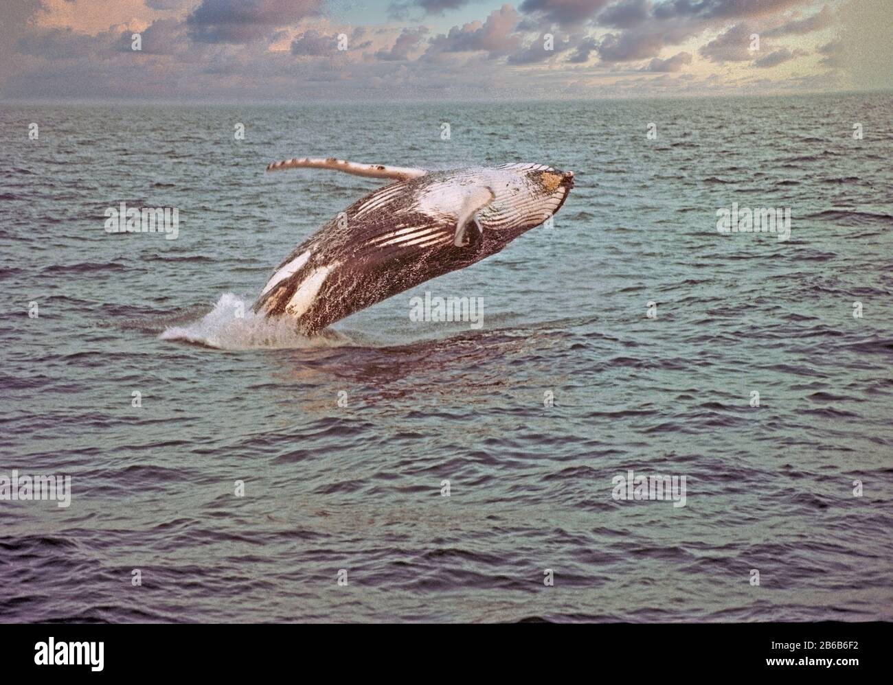 Humpback Whale Breaching, Megaptera novaeangliae, Stock Photo