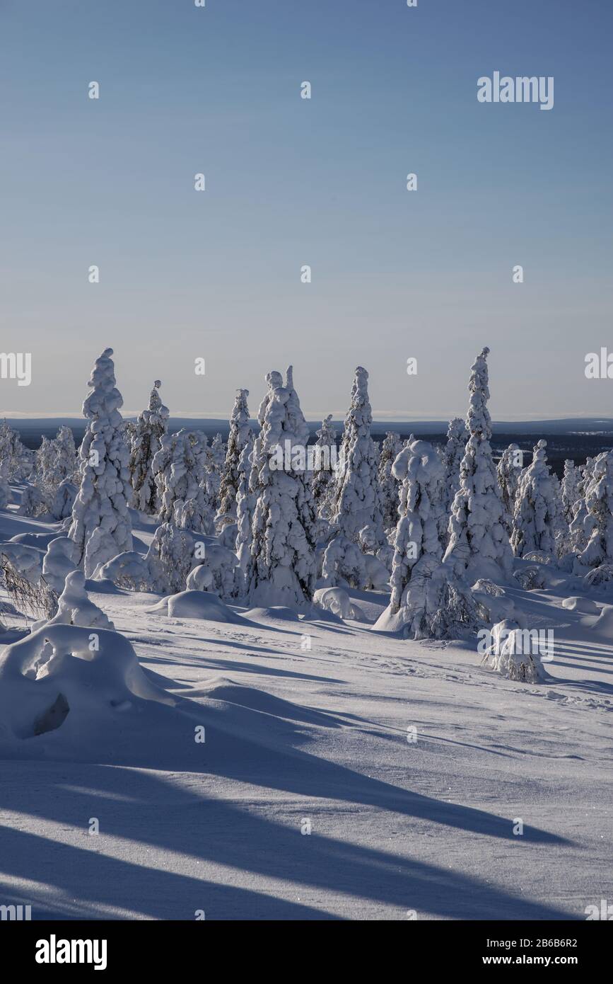 Snow covered trees in Lapland, Finland create a wonderful and beautiful winter wonderland landscape. They're called popcorn trees. Stock Photo