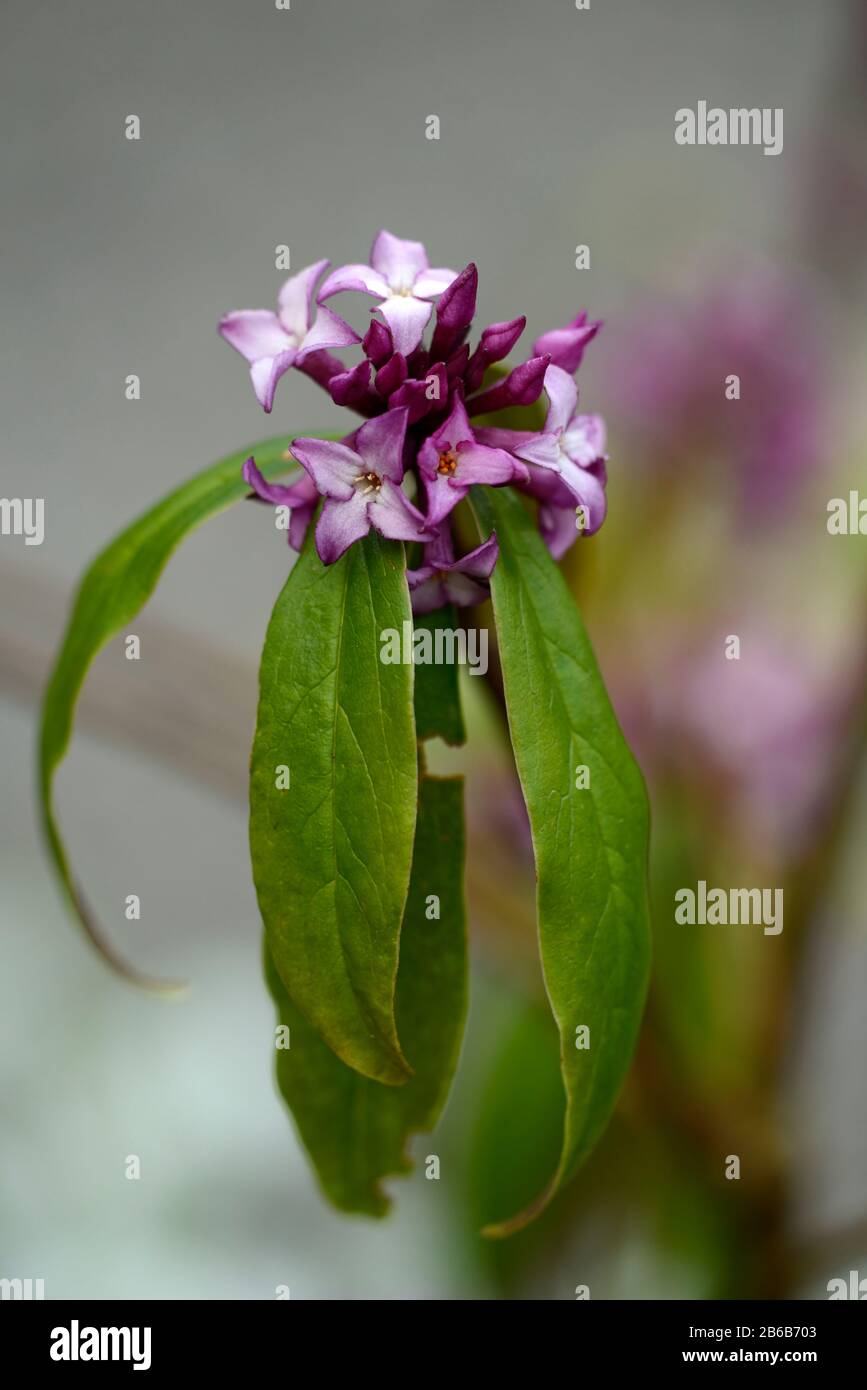 daphne bholua Mary Rose,white pink flowers,winter flowering shrub,scent,scented,fragrant,perfume,perfumed,smell,blossom,shrubs,winter,RM Floral Stock Photo