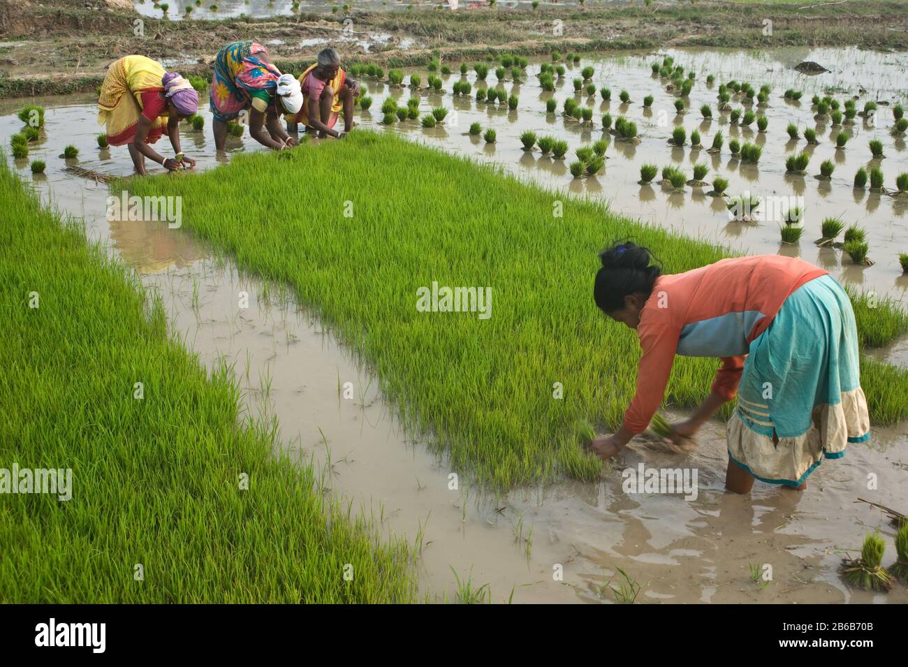 Tribal women are planting rice ( India) Stock Photo