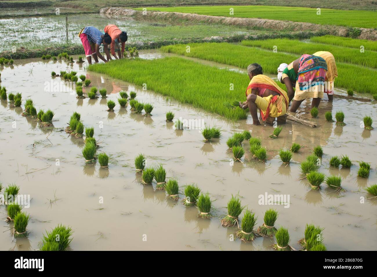 Tribal women are planting rice ( India) Stock Photo