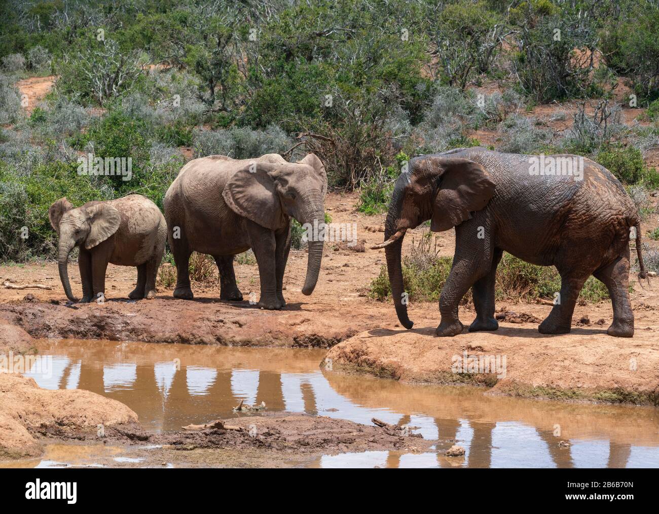 Elephants cooling off at a waterhole or water pan in the Addo Elephant National Park, Eastern Cape, South Africa Stock Photo