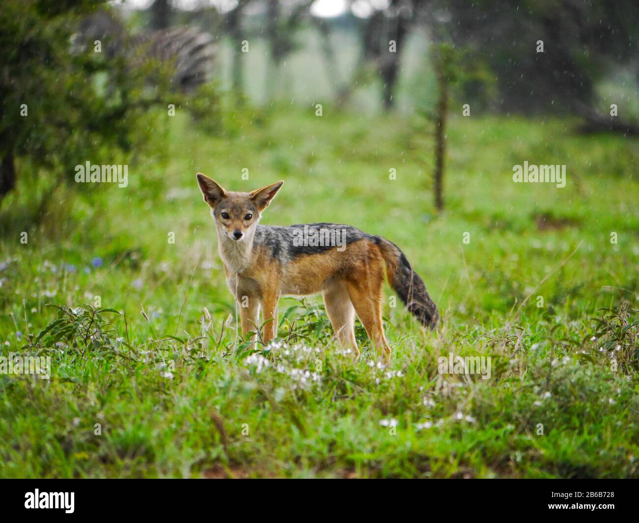 Front view of an East African black-backed jackal (Canis mesomelas schmidti) posing in Serengeti Nationalpark Stock Photo