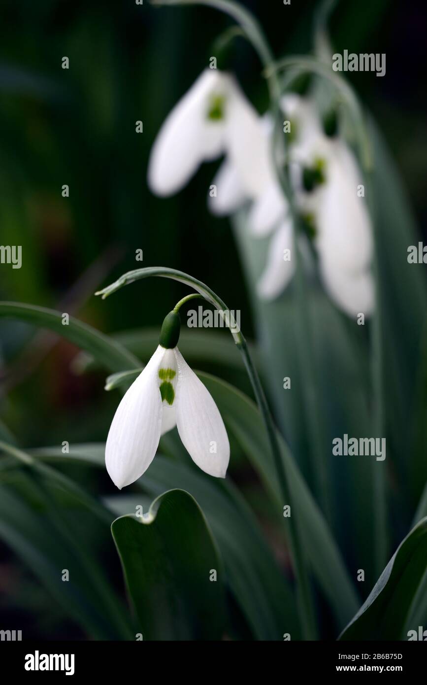 galanthus ,large flower,hybrid,snowdrop, snowdrops, spring, flower, flowers, flowering,Garden, gardens,RM floral Stock Photo