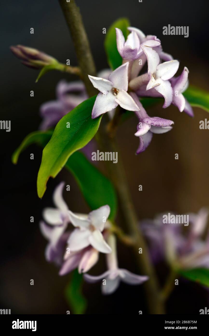 daphne bholua spring beauty,white pink flowers,winter flowering shrub,scent,scented,fragrant,perfume,perfumed,smell,blossom,shrubs,winter,RM Floral Stock Photo