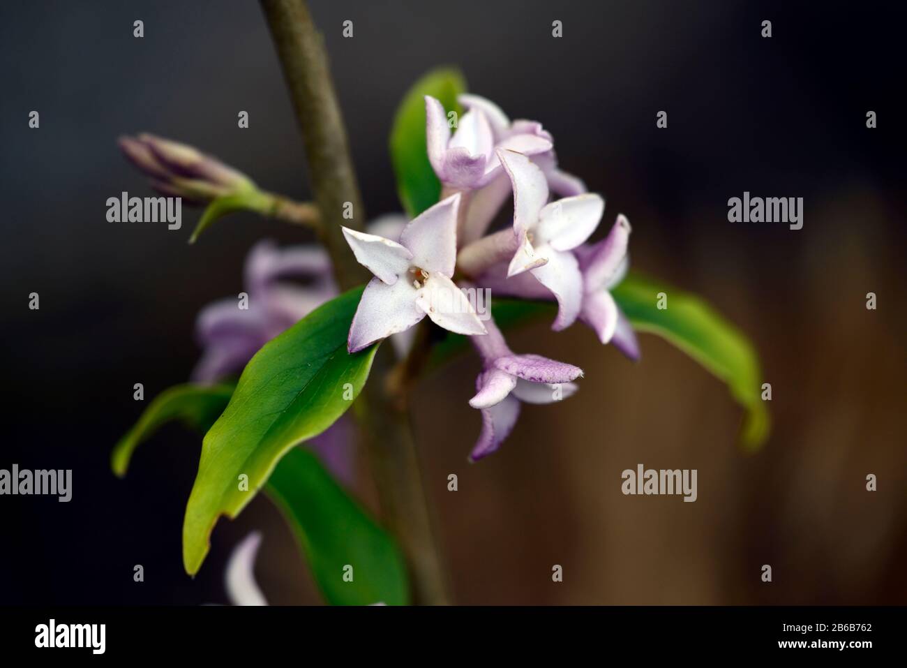 daphne bholua spring beauty,white pink flowers,winter flowering shrub,scent,scented,fragrant,perfume,perfumed,smell,blossom,shrubs,winter,RM Floral Stock Photo