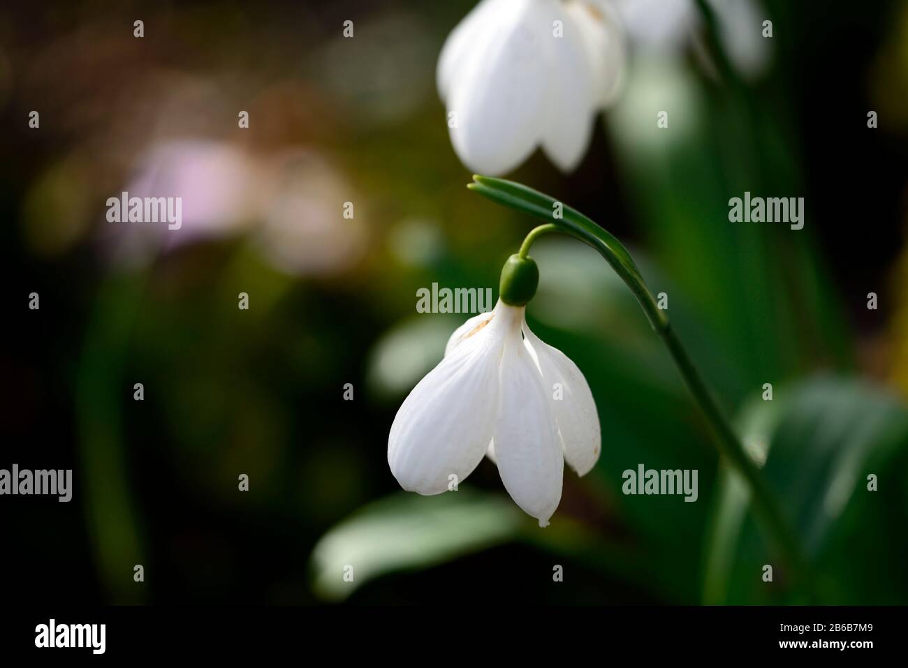 galanthus plicatus E A Bowles,white,poculiform,snowdrop,snowdrops,spring,flower,flowers,RM Floral Stock Photo
