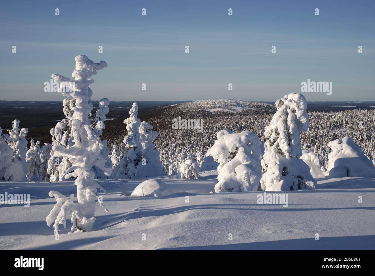 Snow covered trees in Lapland, Finland create a wonderful and beautiful winter wonderland landscape. They're called popcorn trees. Stock Photo