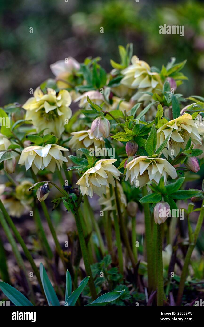 Helleborus × hybridus,Hellebore,Hellebores,helleborus,double flowers,double flowered,cream yellow flowers,colour,color,hybrid,hybrids,spring,flower,fl Stock Photo