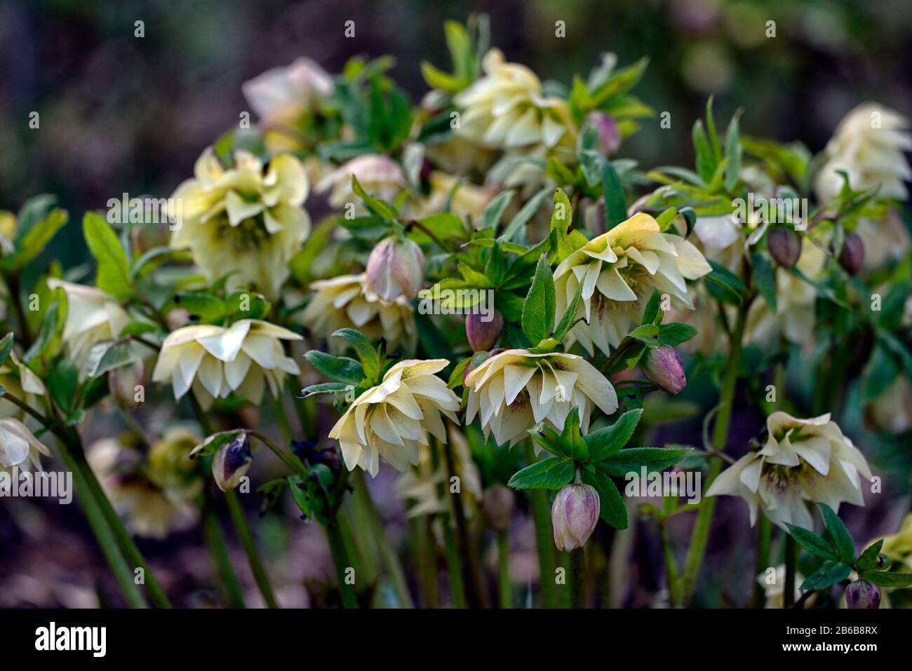 Helleborus × hybridus,Hellebore,Hellebores,helleborus,double flowers,double flowered,cream yellow flowers,colour,color,hybrid,hybrids,spring,flower,fl Stock Photo