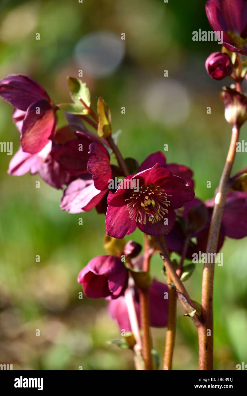 Helleborus ice and roses red hi-res stock photography and images - Alamy