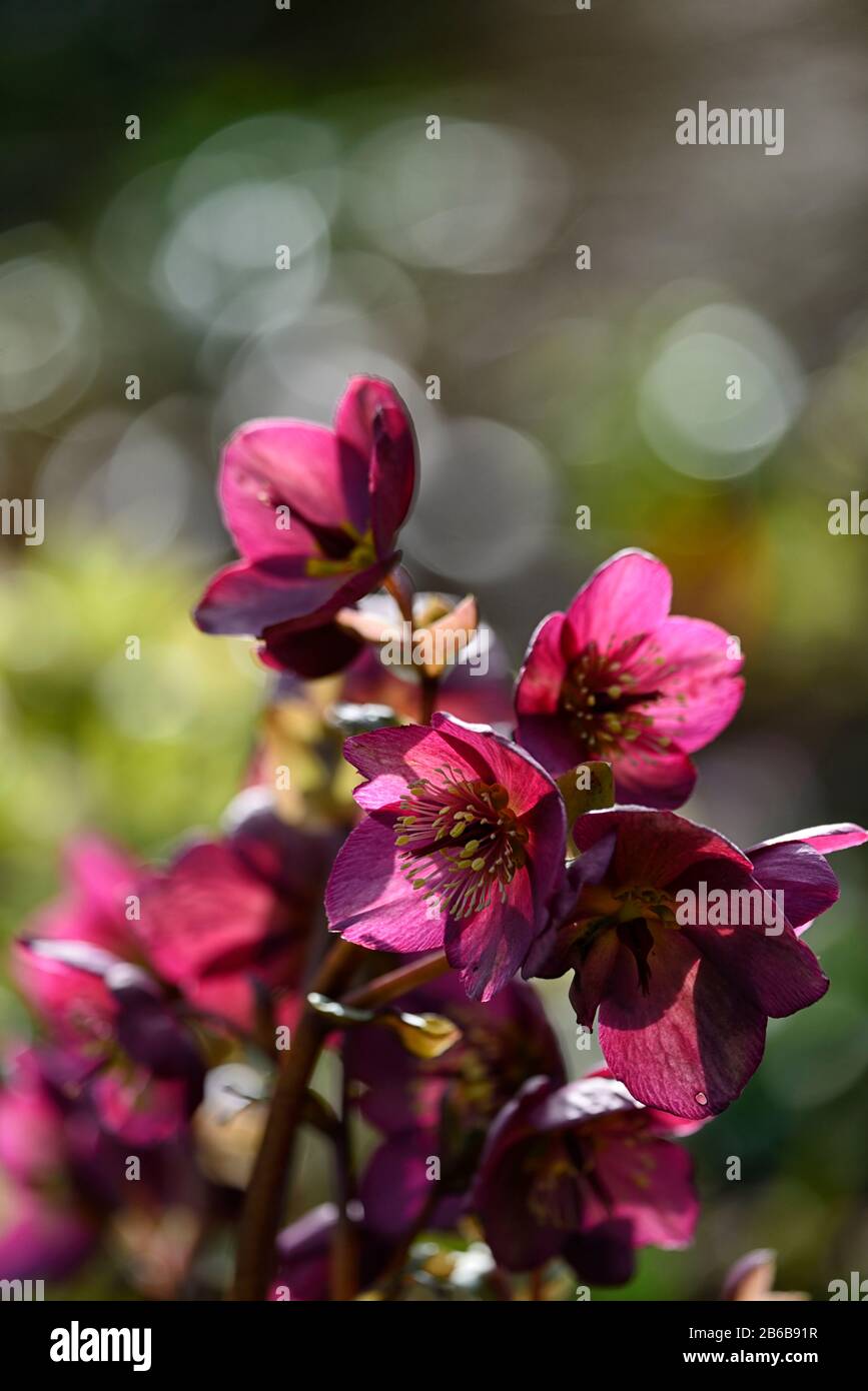 Rose red hi-res stock photography and images - Alamy