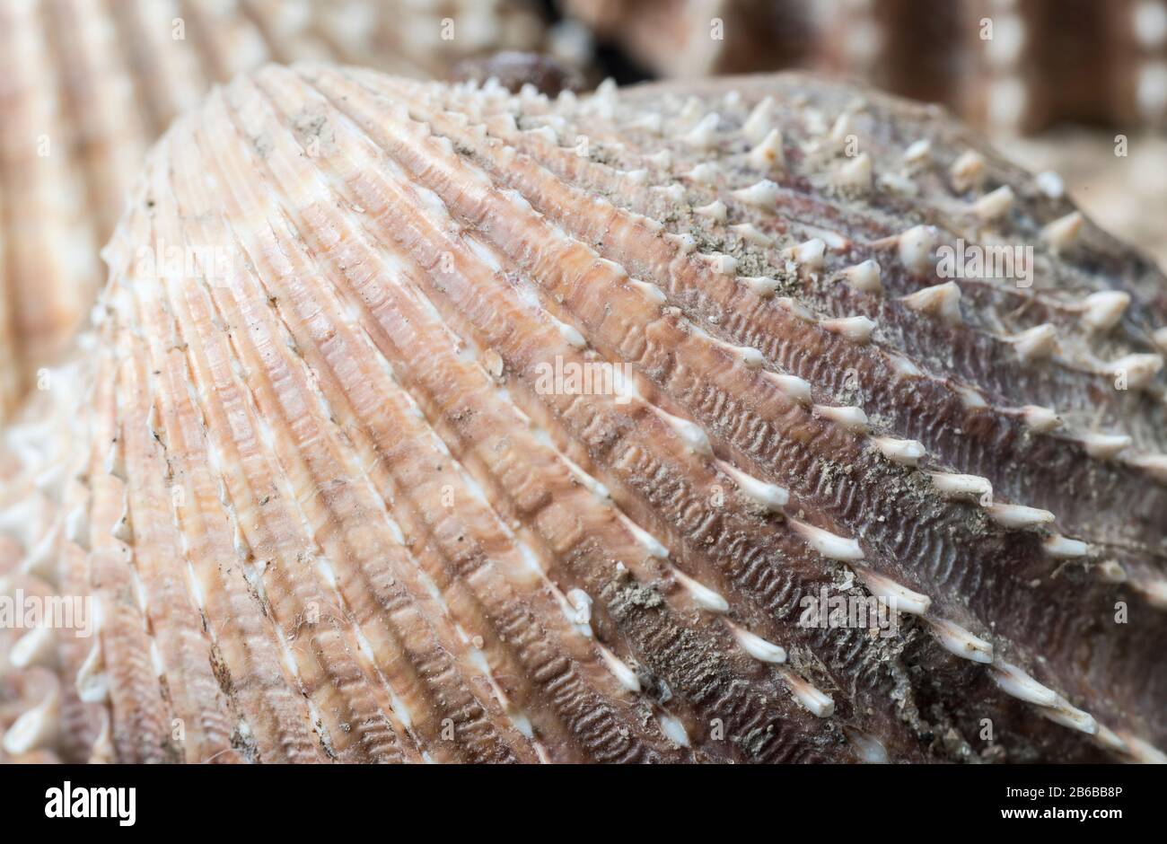 Shells of the Prickly Cockle (Acanthocardia echinata) Stock Photo