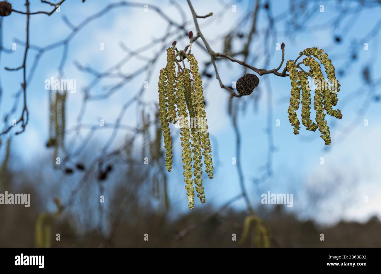 Catkins of the Alder (Alnus glutinosa) Stock Photo