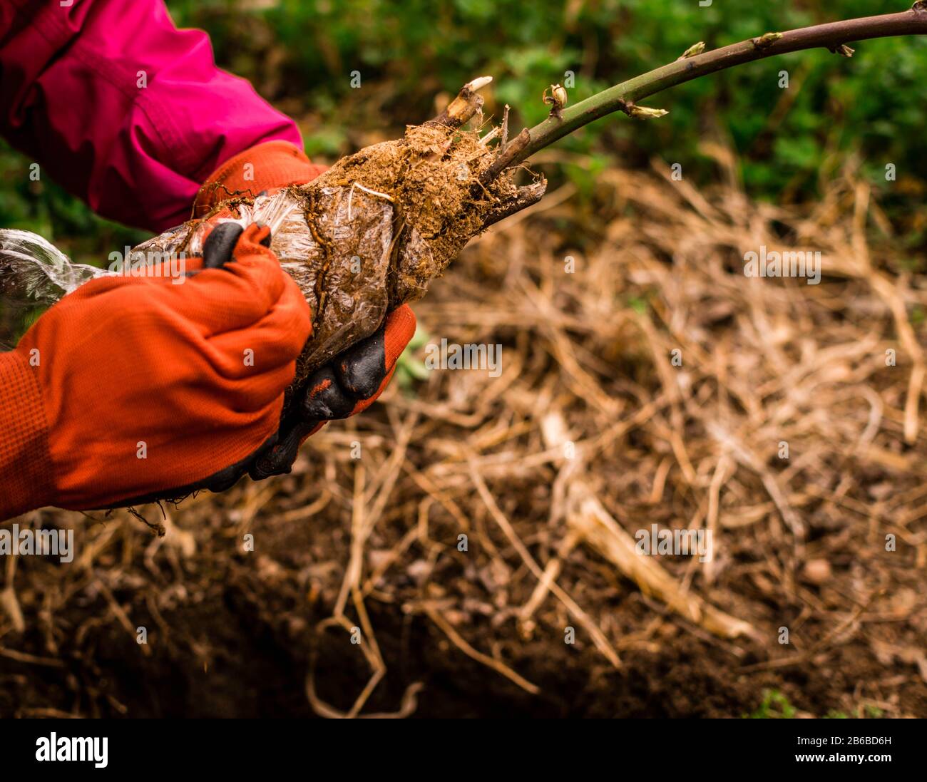 A young woman planting an bilberry tree in the garden near the house Stock Photo