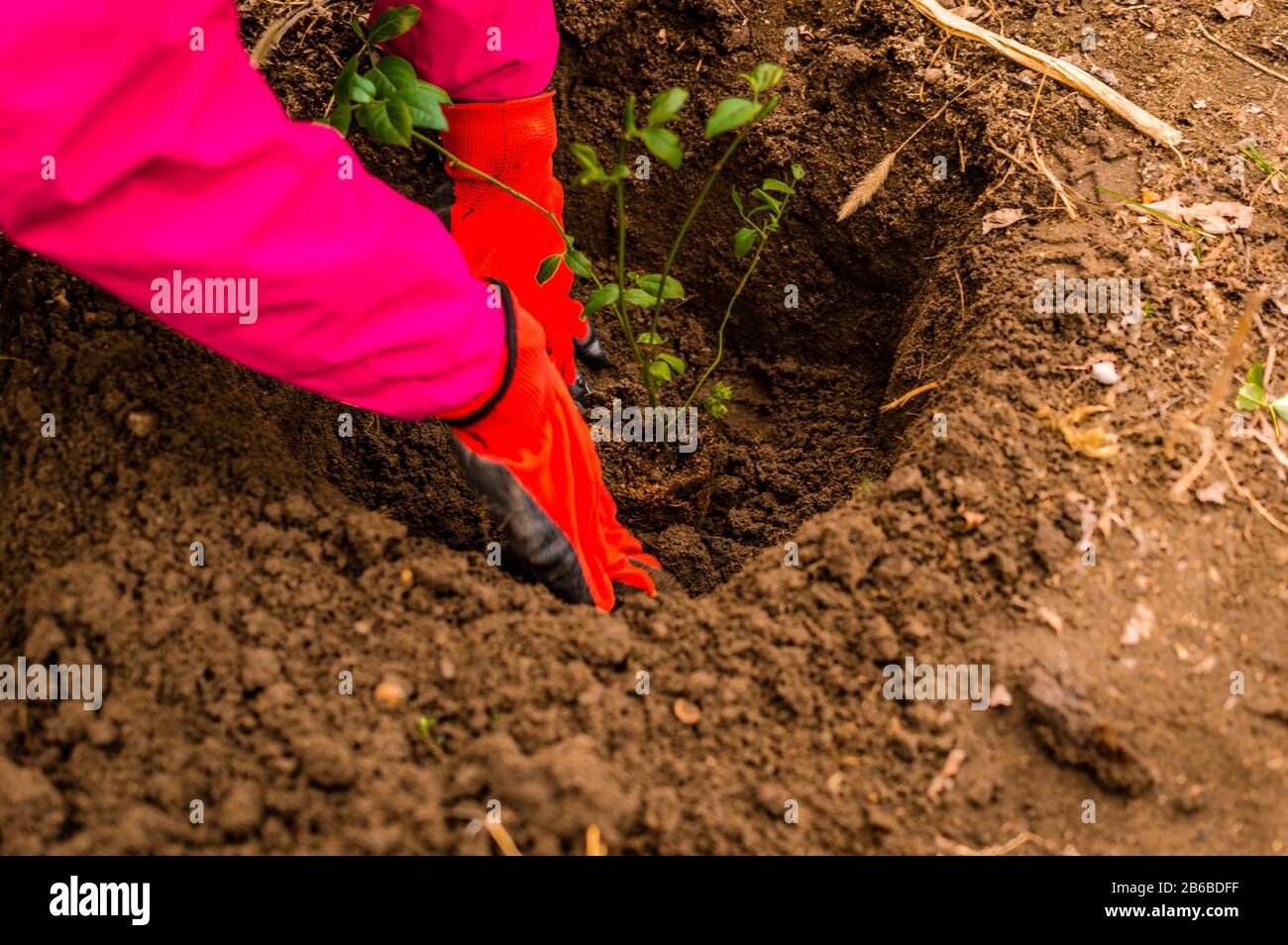 Young woman's hands planting  bilberry tree in the garden - stock photo Stock Photo