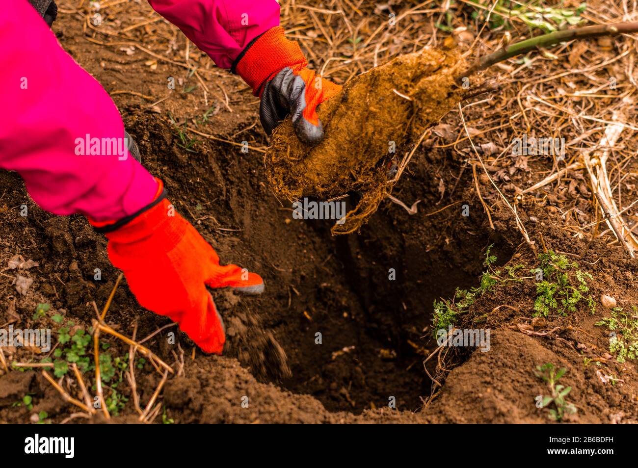 Young woman's hands planting  bilberry tree in the garden - stock photo Stock Photo
