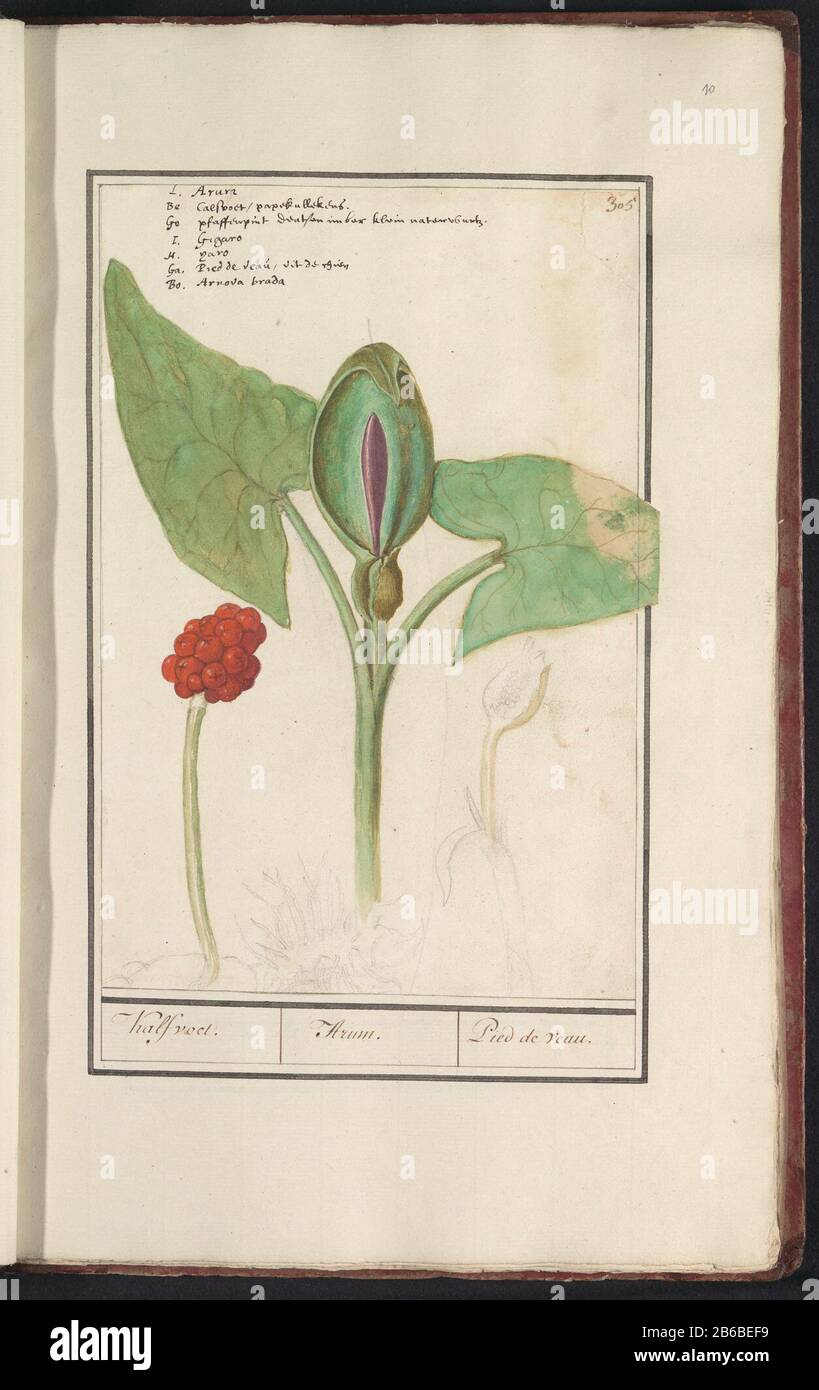 Aronstab (Arum) Arum Kalfvoet Pied de veau (title object) Arum. Numbered top right: 305 top left the name in seven languages. Part of the fourth album with drawings of flowers and mushrooms. Eleventh of twelve albums with drawings of animals, birds, and plants are known about 1600, made in order of Emperor Rudolf II. With Notes in Dutch, Latin and Frans. Manufacturer : artist: Anselm Boëtius the Boodt Artist: Elias Verhulst Place manufacture: artist: Prague Artist: Delft Dating: 1596 - 1610 Physical features: brush in watercolor and body color over black chalk heightened with white body, handw Stock Photo