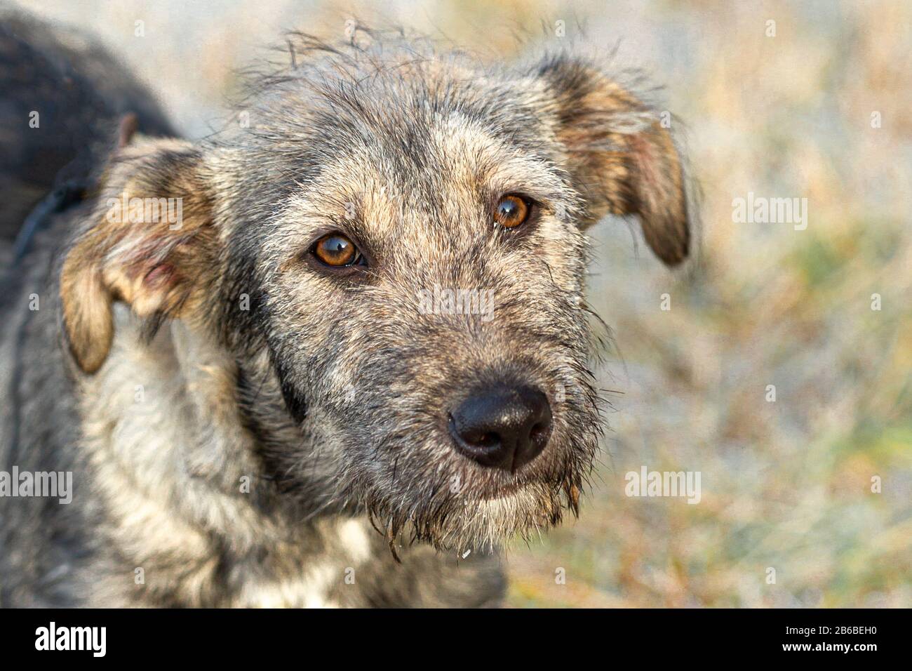 Mournful look hi-res stock photography and images - Alamy