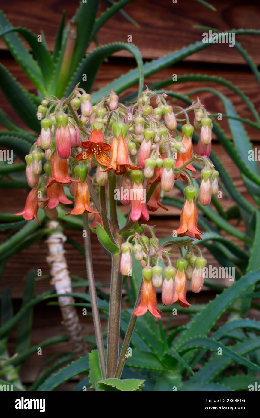 Kalanchoe pubescens, a plant from Madagascar with beautiful orange tubular flowers Stock Photo