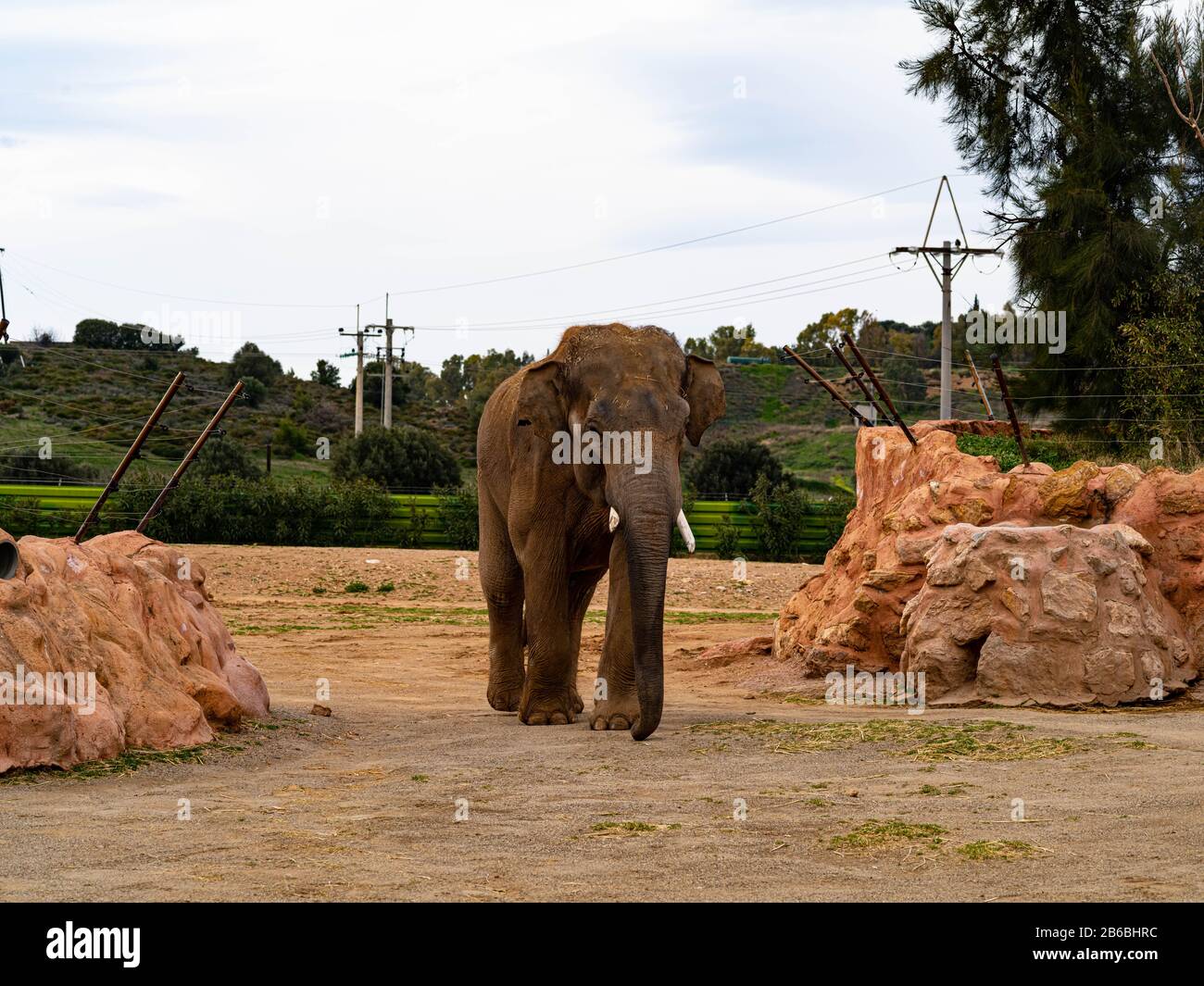 Athens, Greece, March 2nd 2020: A Large Elephant With Small Tusks Walks Towards the Viewer Stock Photo