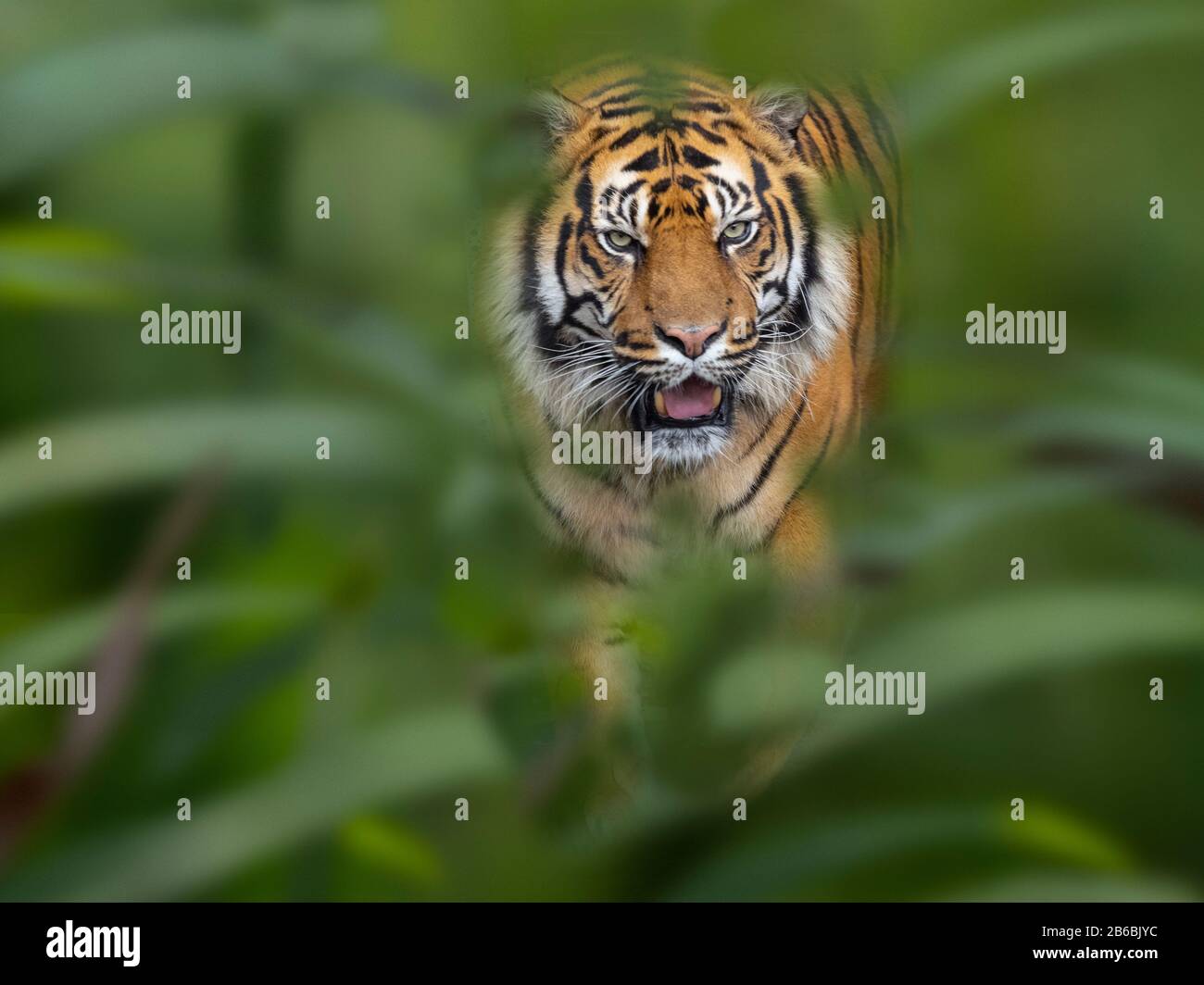 Sumatran tiger Panthera tigris sondaica CAPTIVE Stock Photo