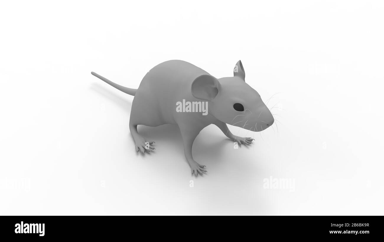 3D rendering of a rat mouse animal small rodent isolated on white background Stock Photo - Alamy 3D rendering of a rat mouse animal small rodent isolated on white background Stock Photo - Alamy