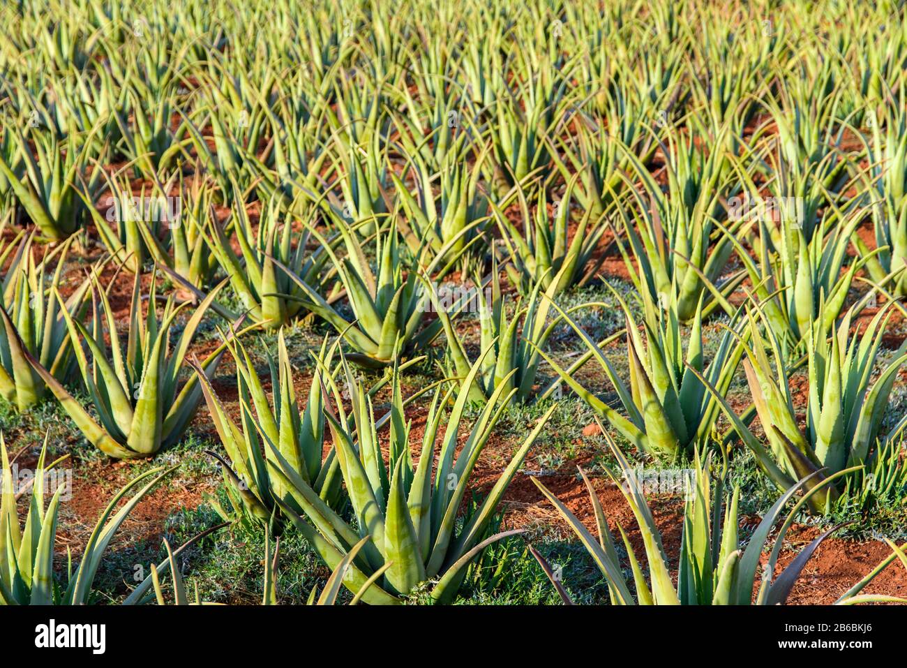 Plantation of aloe vera on the island of Crete, Greece. Stock Photo