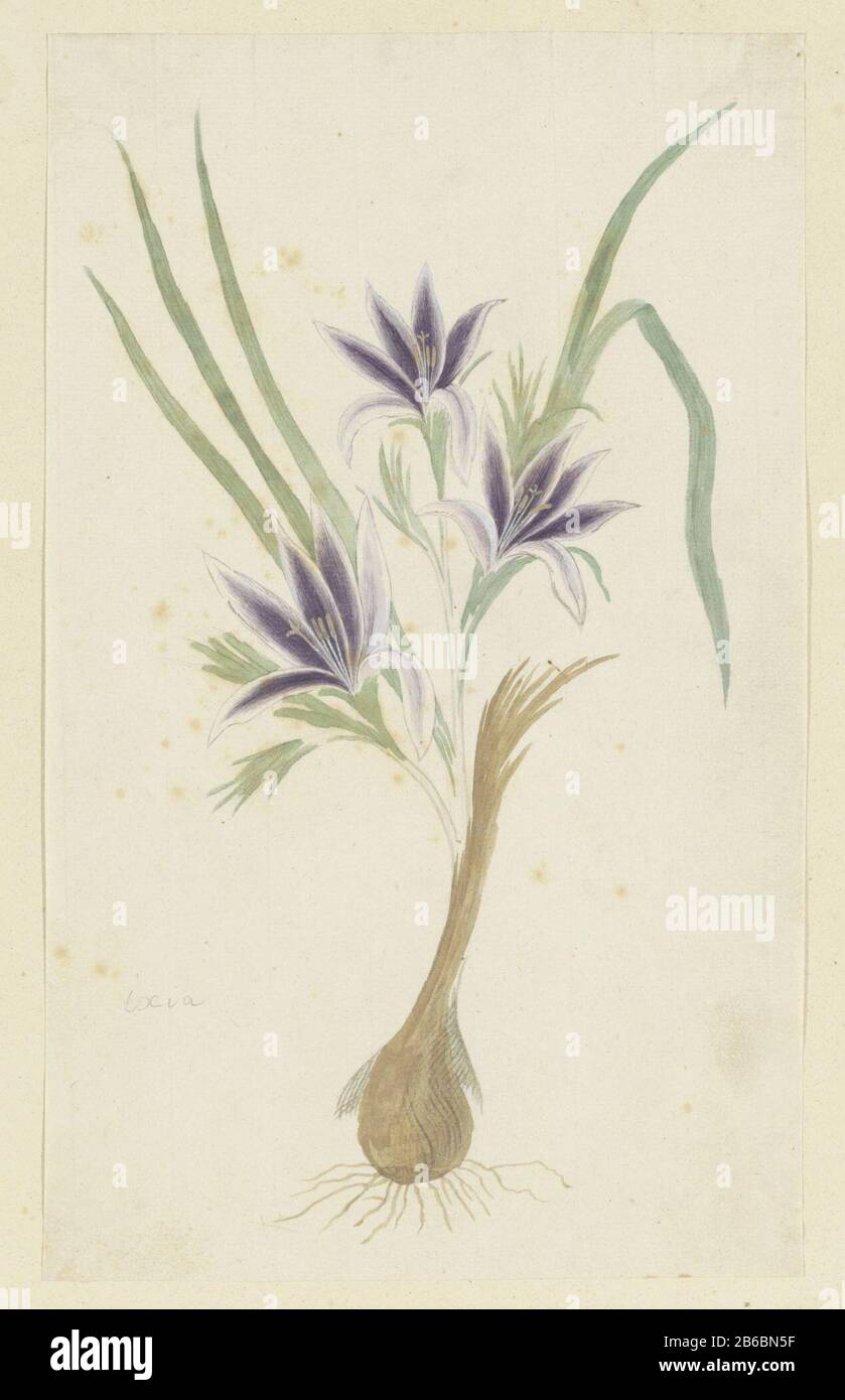 Babiana sambucina (Jacq) Ker Gawl Ixia (titel op object) Babiana sambucina (Jacq.) Ker Gawl.Ixia (title object) Property Type: Drawing album leaf Item number: RP-T-1914-18-71 Inscriptions / Brands: annotation, bottom left, pencil: 'Ixia' ( in unfamiliar handwriting) Description: Babiana sambucina (Jacq) Ker Gawl. Manufacturer : artist: Robert Jacob Gordon Date: Oct 1777 - mar-1786 Physical: a. brush in watercolor in colors, brush in body color, pencil and black chalk material: paper finishing paint pencil chalk watercolor Technique: brush dimensions: album leaf: h 660 mm × W 480 mmblad: h 306 Stock Photo