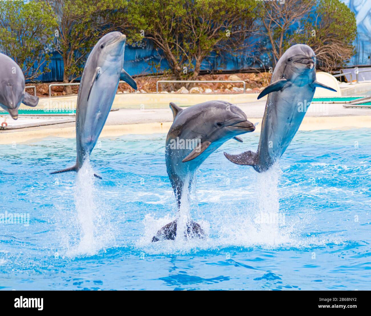 Group of dolphins, swimming in the ocean and hunting for fish. The jumping  dolphins comes up from water. The Long-beaked common dolphin (scientific n  Stock Photo - Alamy