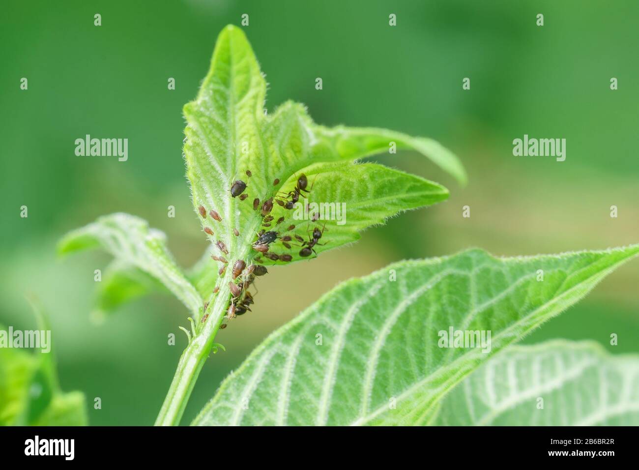 Young shoot of viburnum ordinary (lat. Viburnum opulus), damaged aphids