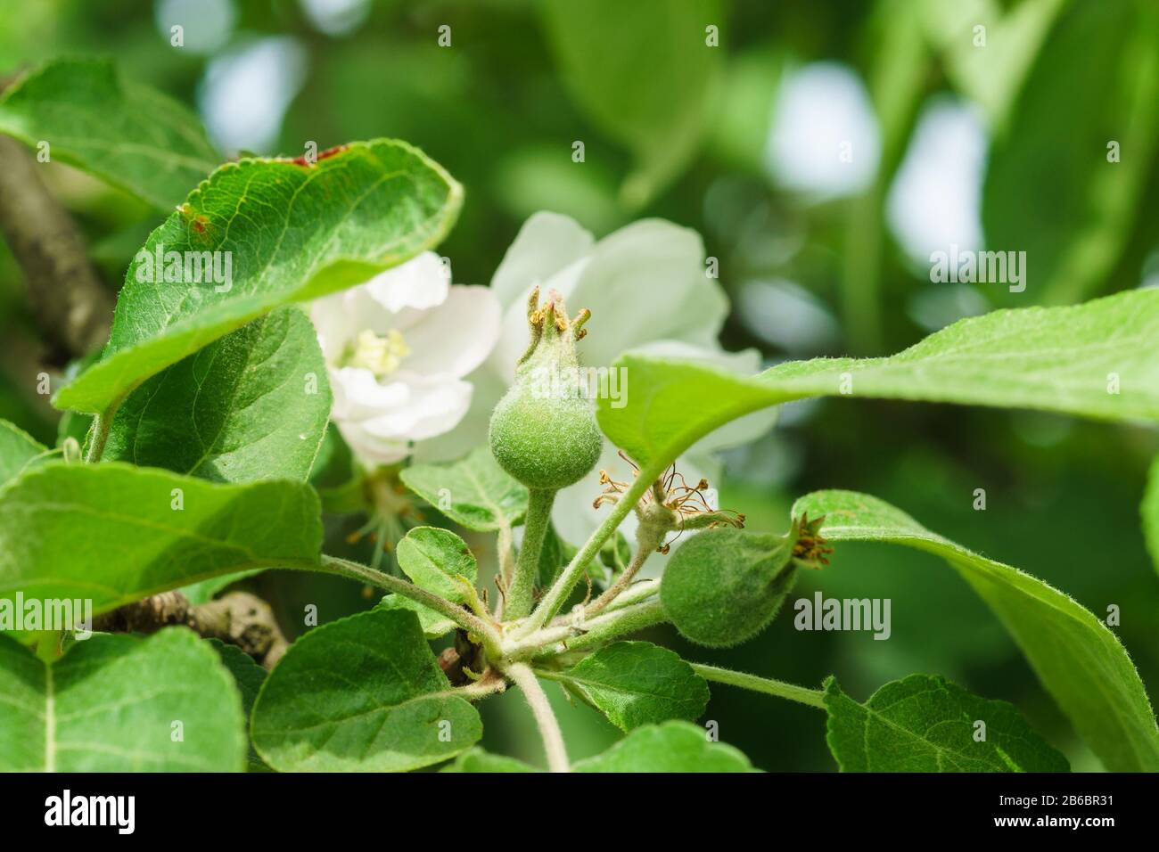 Young ovary of Apple fruit (lat. Malus domestica) early summer varieties of Melba. It's spring Stock Photo