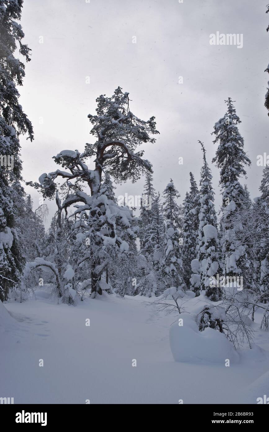Snow covered trees create a winter wonderland landscape atmosphere in Luosto, Lapland, Finland during a cloudy day. Stock Photo