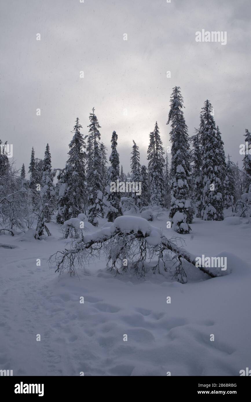 Snow covered trees create a winter wonderland landscape atmosphere in Luosto, Lapland, Finland during a cloudy day. Stock Photo