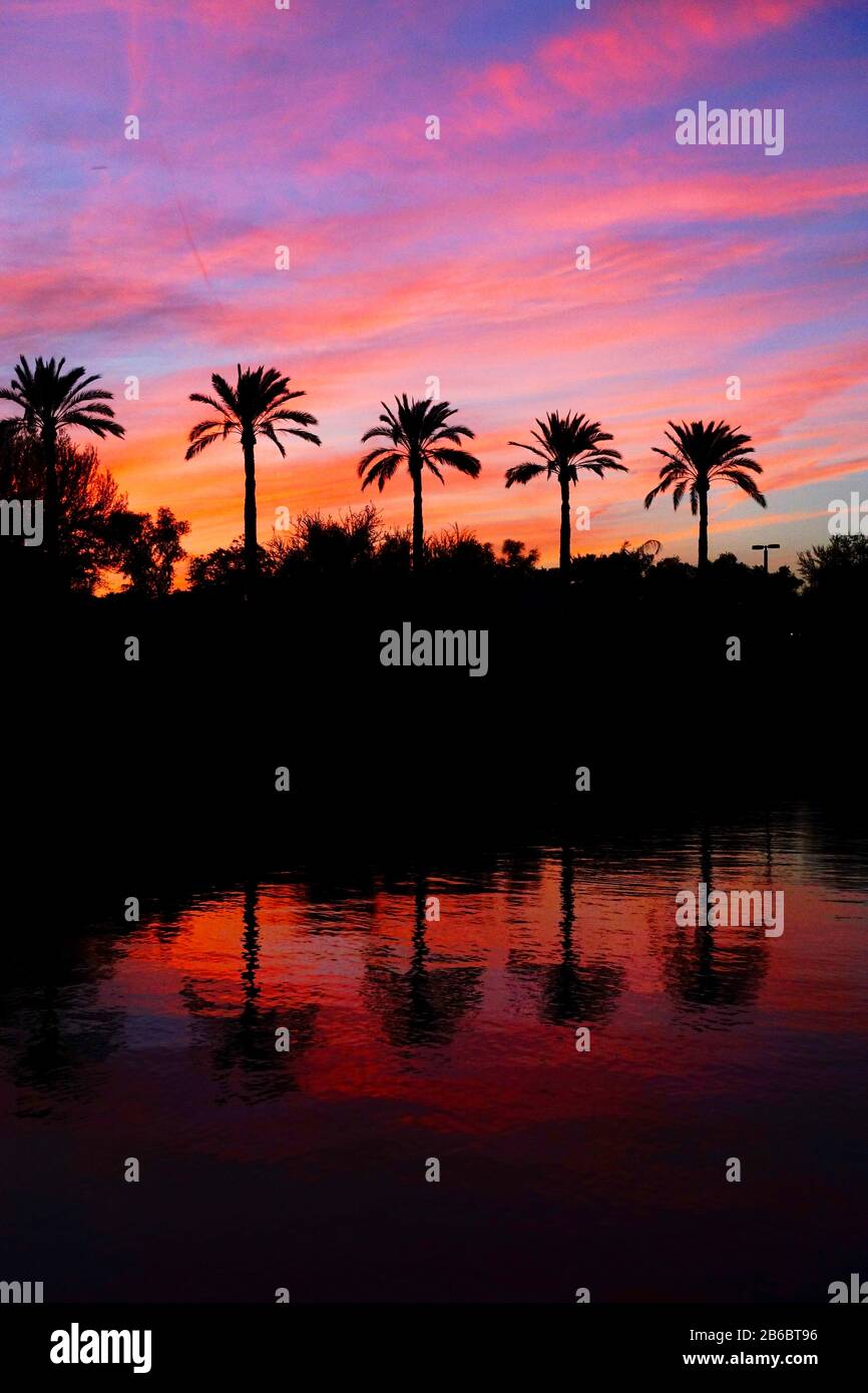 Row of palm trees hi-res stock photography and images - Alamy