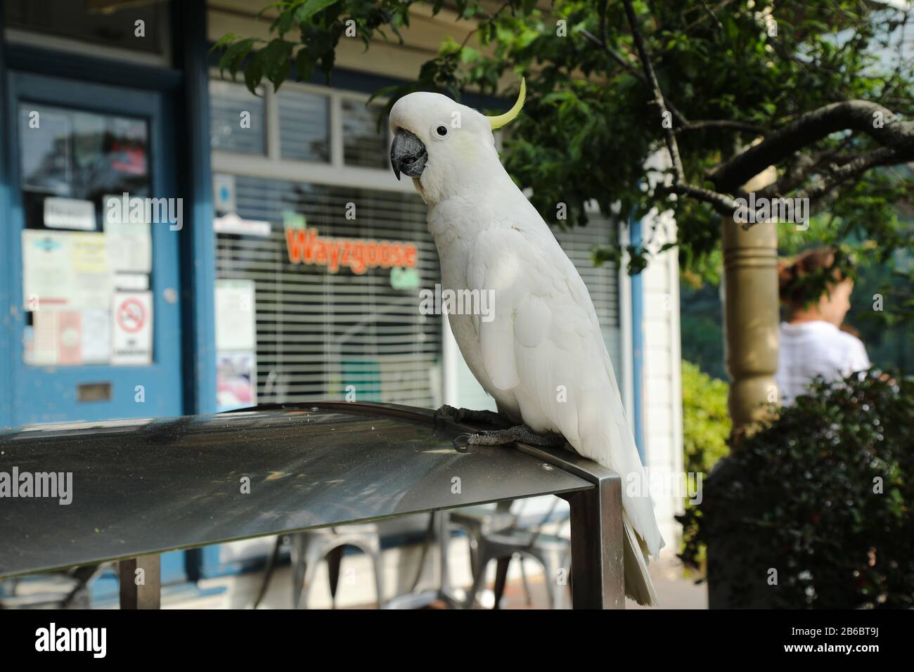 Wild sulphurcrested cockatoo, cacatua galerita, in Leura, New South
